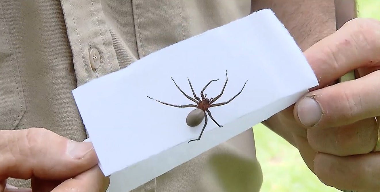 Síntomas y qué hacer: ¿Cómo reconocer una morderura de araña de rincón?