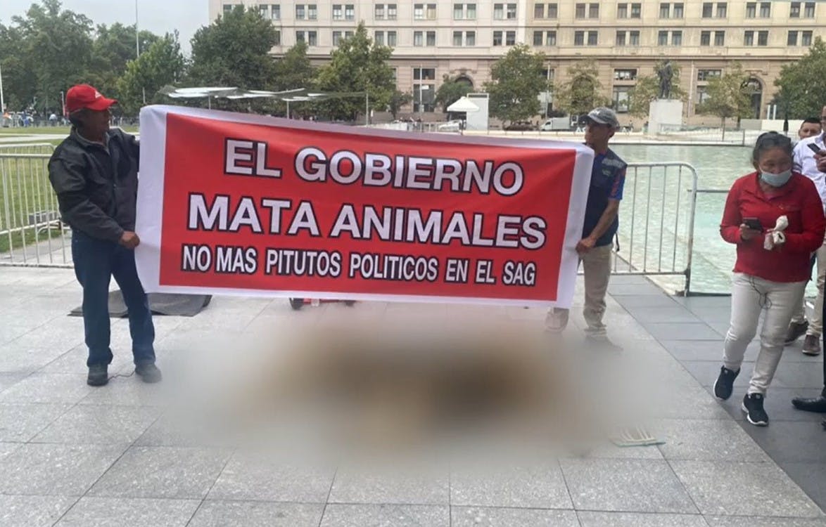Dueño de zoológico protesta con un león muerto afuera de La Moneda