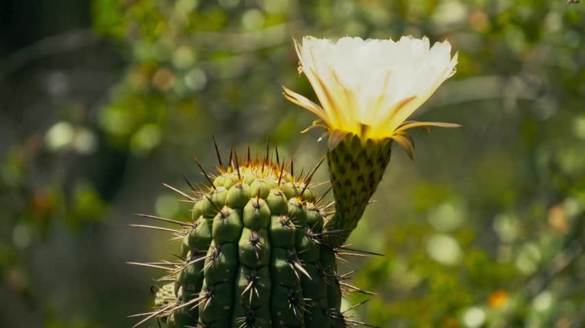 NTV Aventuras en 5 minutos Capítulo 3: Los cactus y el bosque esclerófilo del Parque Nacional La Campana