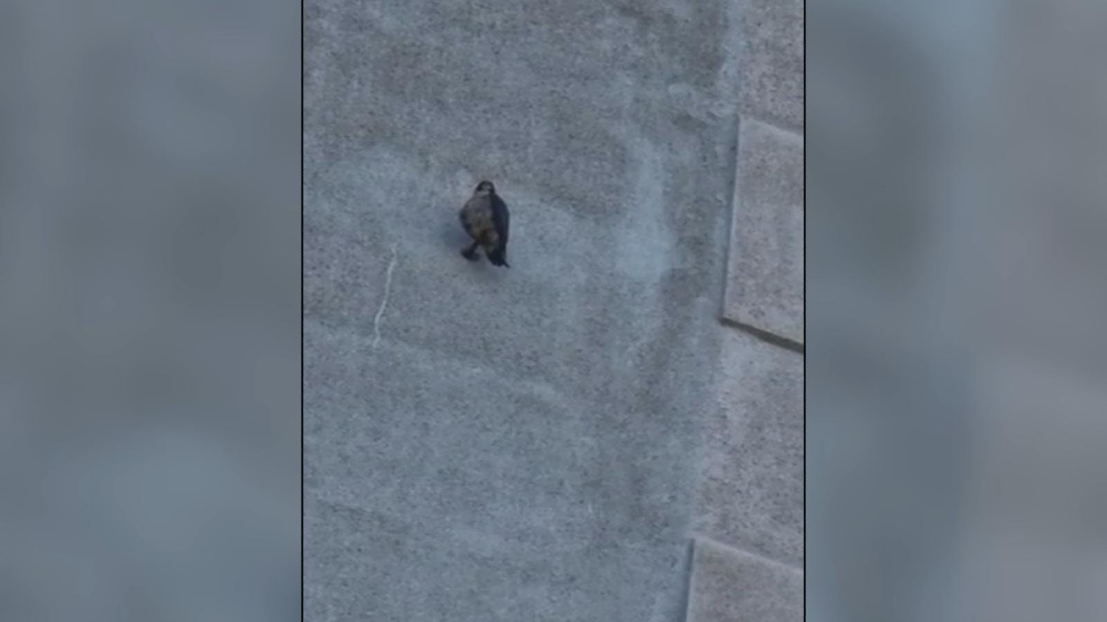 Llamativo avistamiento de halcón peregrino