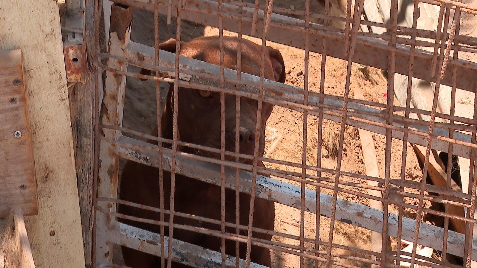 Vecinos denuncian presencia de perros peligrosos en campamento