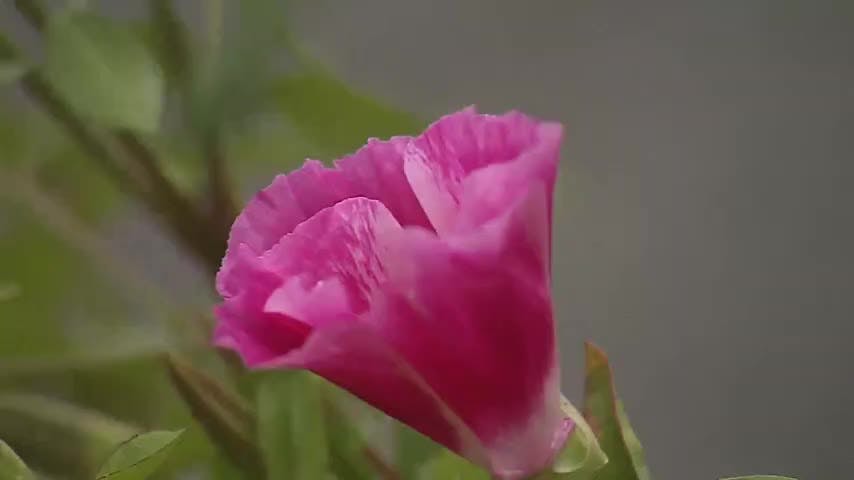 Alternativas y cuidados para hermosear el jardín de su casa