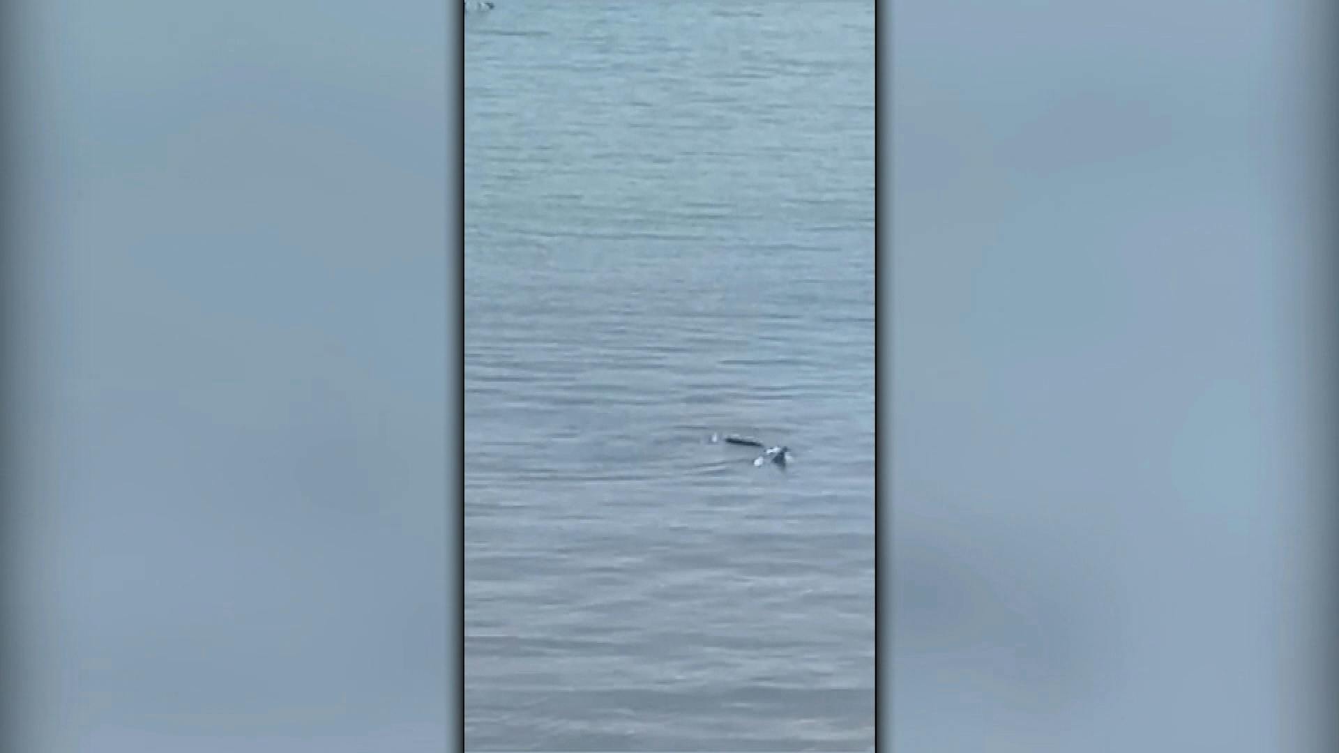 Avistan tiburón en la costa de Dichato