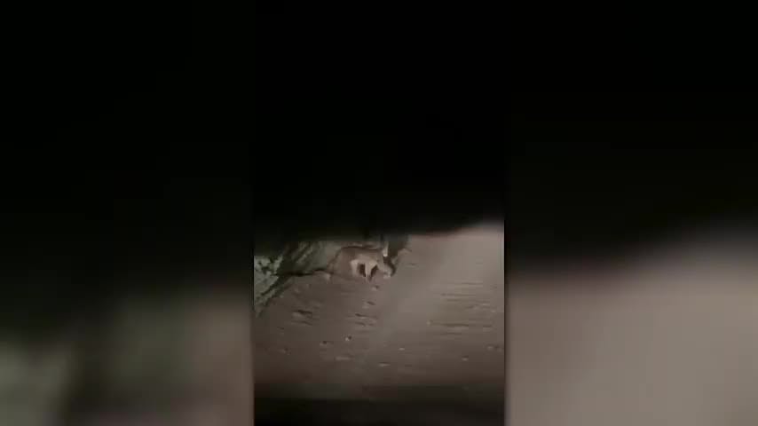 SAG prepara captura de pumas en san Pedro de Atacama