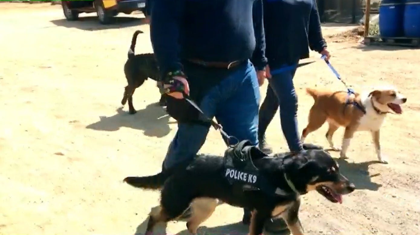 Perritos abandonados tienen una nueva oportunidad: Iniciativa los convierte en seguritos