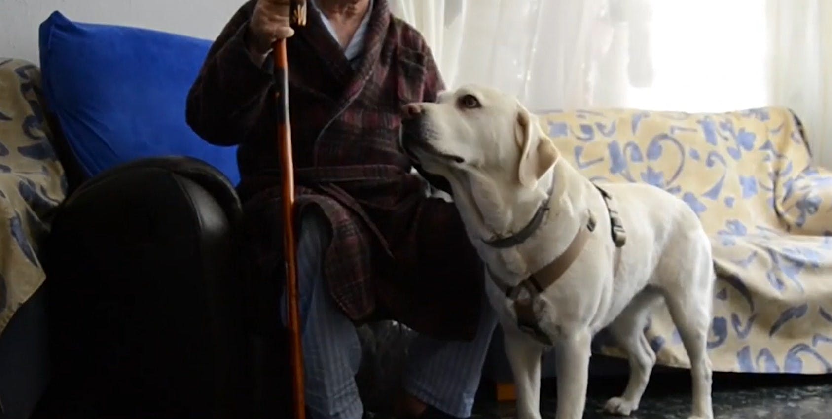 Perros de asistencia: Conoce la labor y funciones que realizan