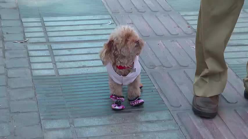 Cuidados de mascotas en verano.
