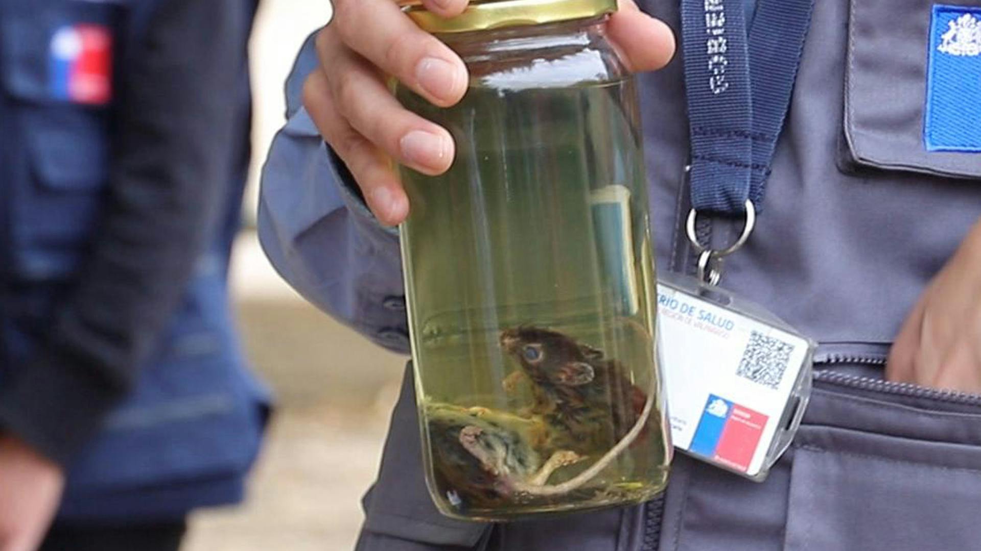 Campaña para prevenir el hanta sale a terreno y entrega recomendaciones a campistas 