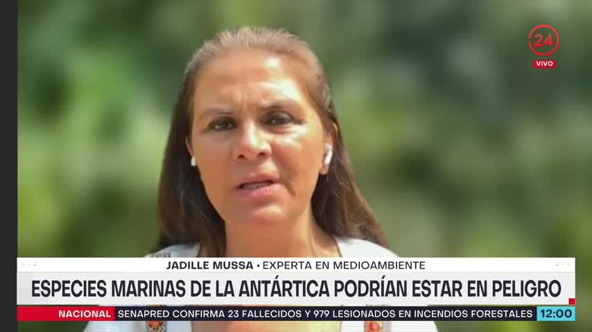 Especies marinas de la Antártica podrían estar en peligro