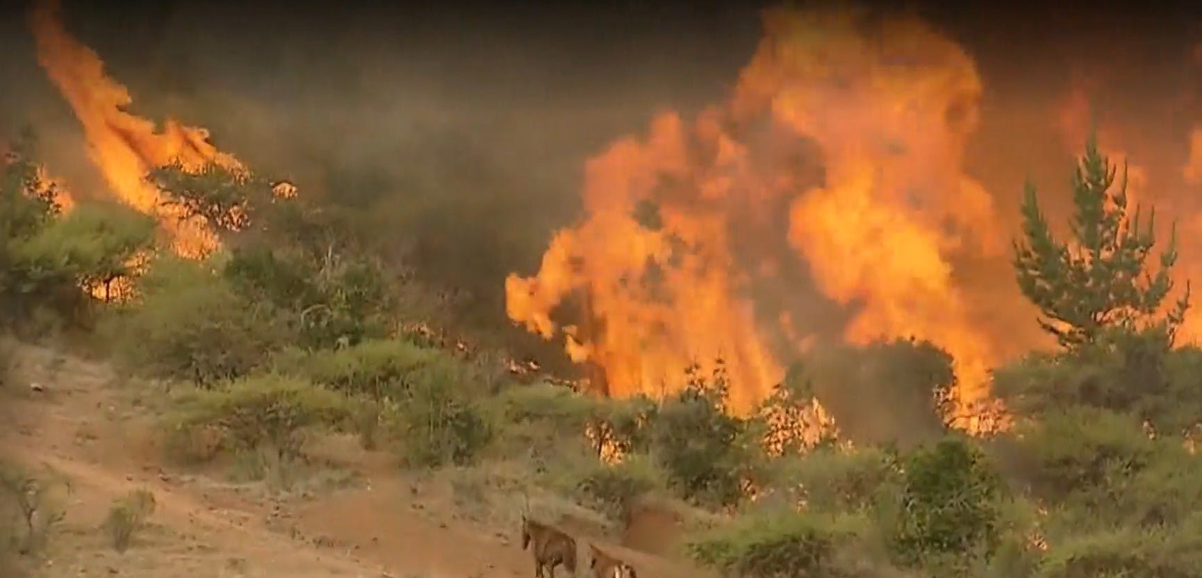 Incendios intencionales: ¿Cuál es el perfil de un pirómano?