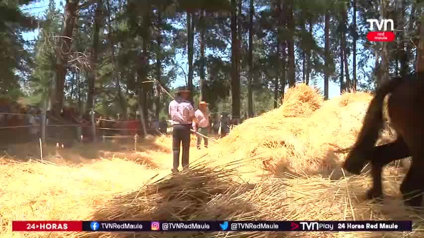 Trilla a yegua suelta en Nirivilo