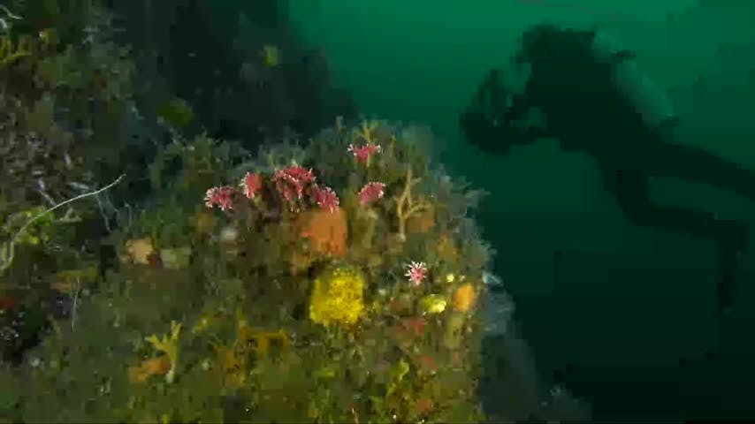 Corales de agua fría: ¿Dónde habitan y cómo son? | Frontera azul - E4