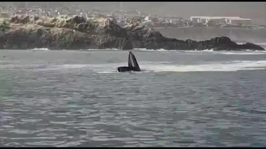Avistamiento de Ballena Jorobada.