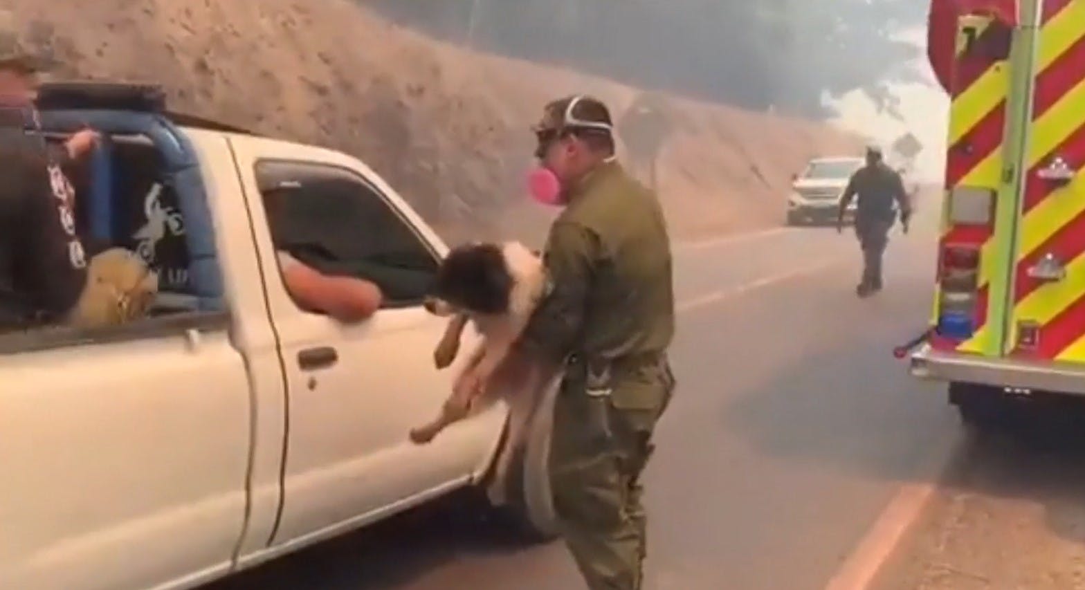 Animales heridos: Las otras víctimas de los incendios forestales