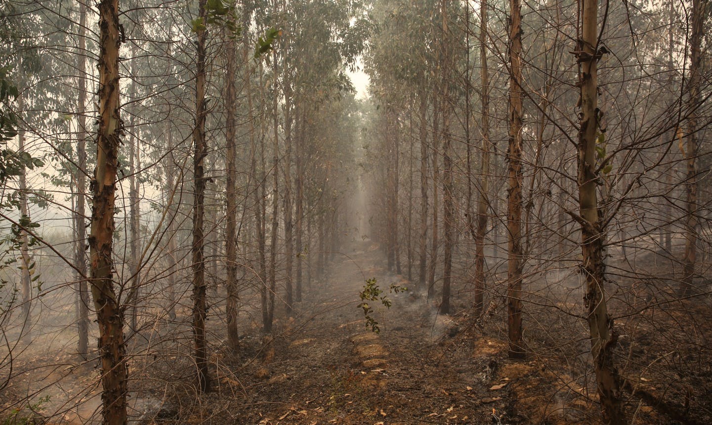 Corma por incendios forestales: Hay lugares donde no existe otra posibilidad a que sean intencionales