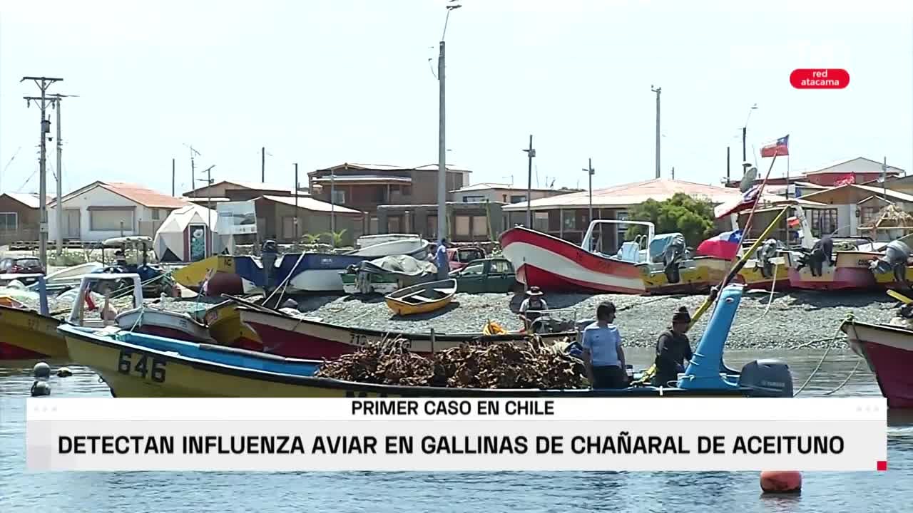 Gripe aviar en Chile