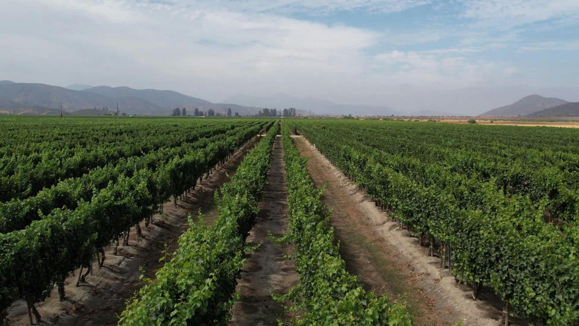 Los atractivos del Valle de Casablanca en nuestra sección  Salgamos de Viaje