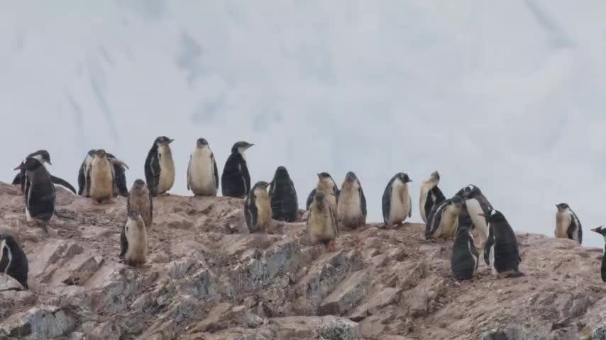 Costa Salvaje Capítulo 2: Aves de las Rompientes