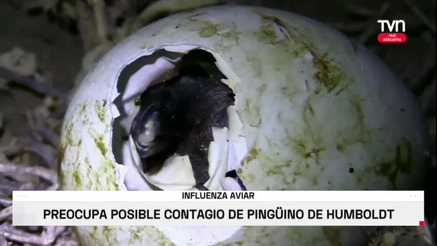 Influenza Aviar