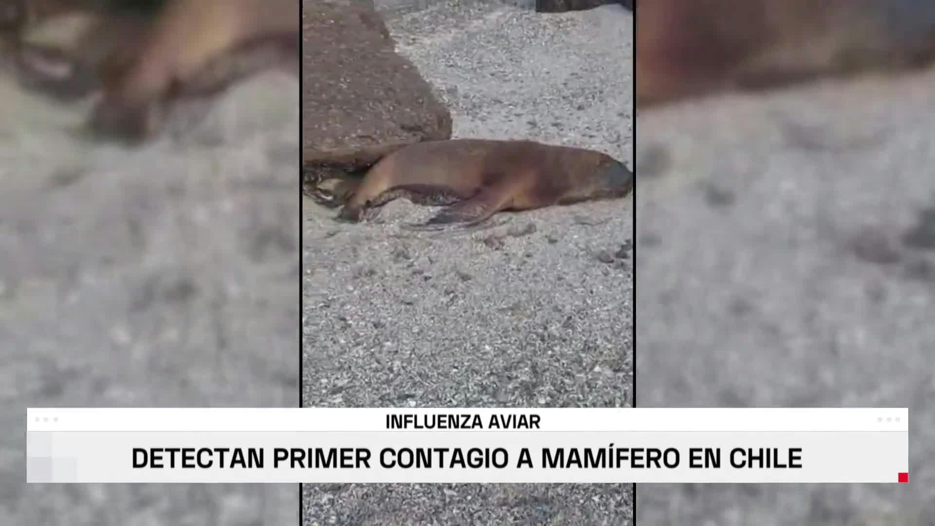 Confirman contagio de un lobo marino con influenza aviar