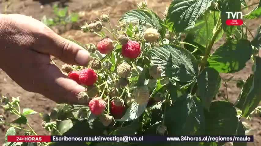Moras, morrones y frambuesas ni siquiera serán cosechadas
