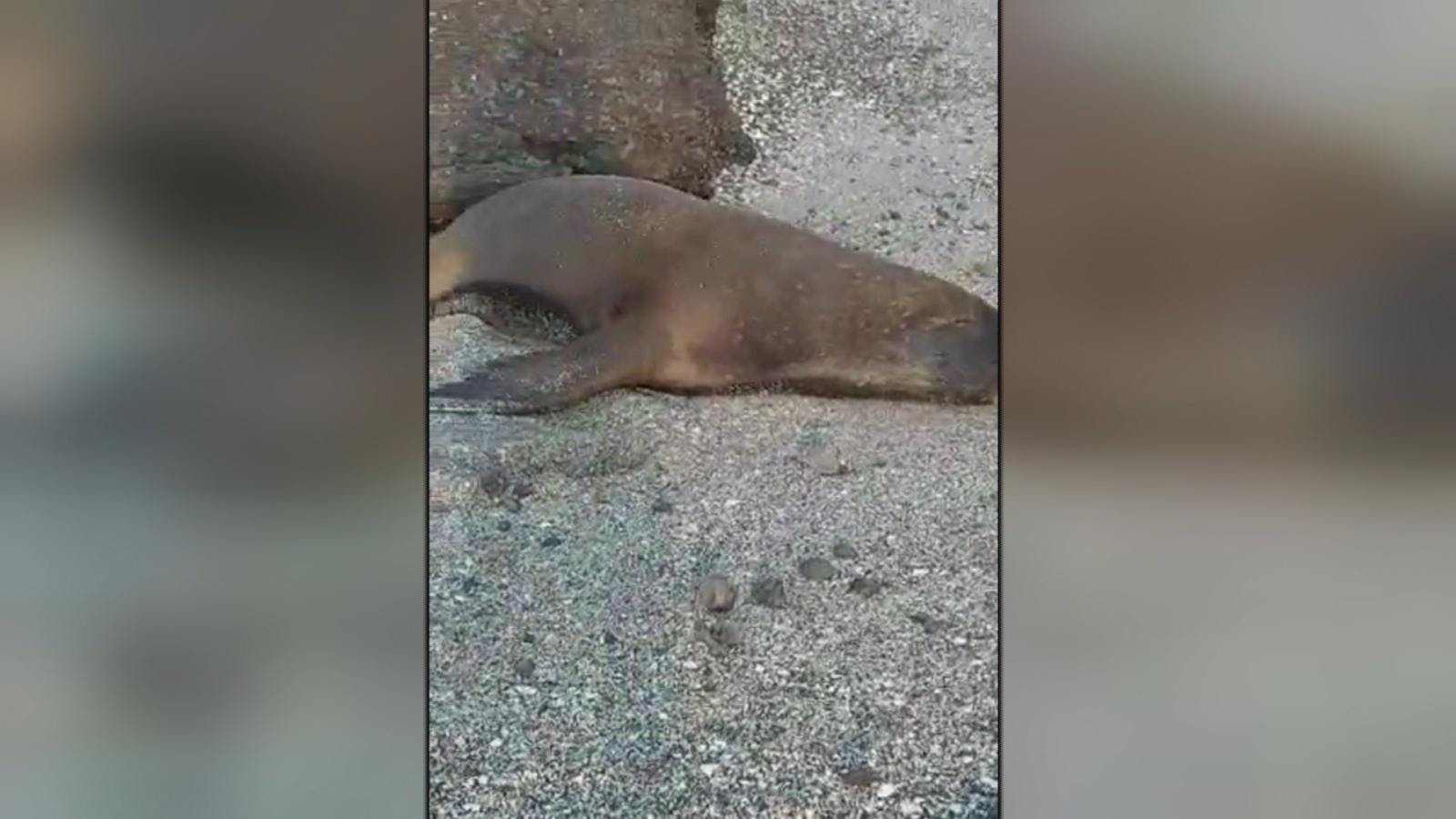 Confirman segundo caso de lobo marino contagiado con gripe aviar  