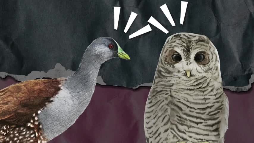 Pajaritos Capítulo 4: La Tagüita y el Concón