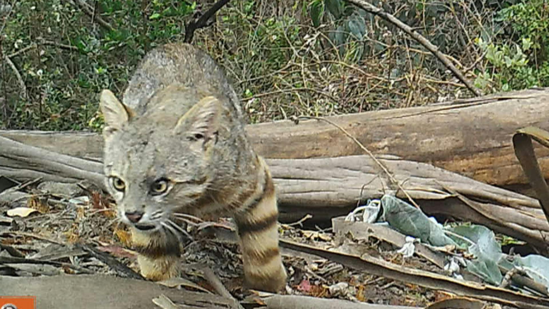Cámaras trampa capturan imágenes inéditas de gato colocolo en reserva nacional lago Peñuelas