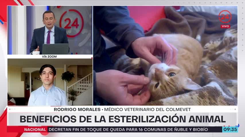 Beneficios de la esterilización animal: En Chile es esencial