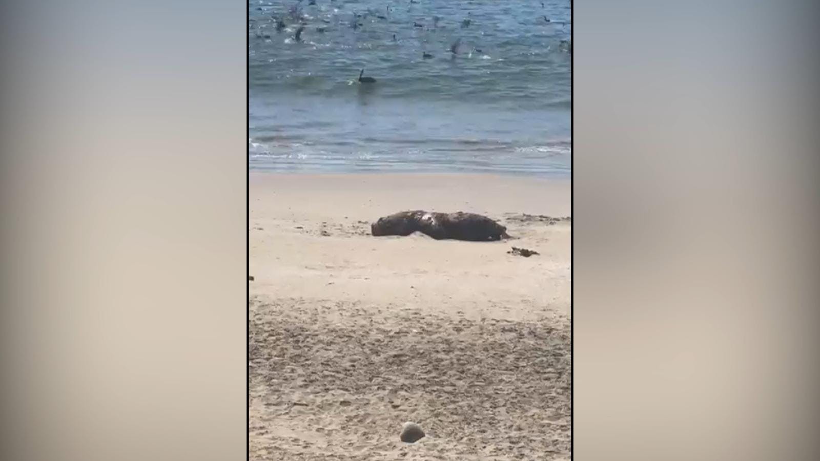Aumentan hallazgos de lobos marinos muertos