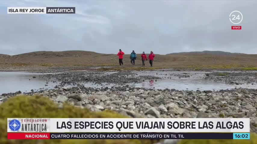 Avances 24 Expedición Antártica: las especies que viajan sobre algas