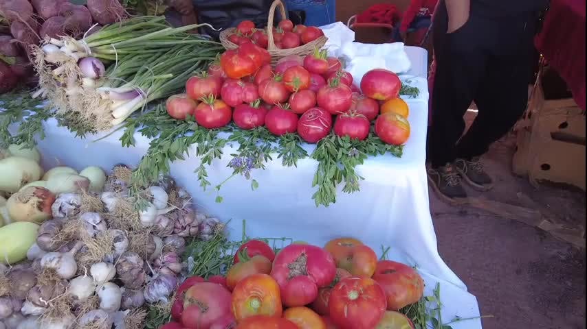 En Camar se realizó la fiesta costumbrista del tomate 