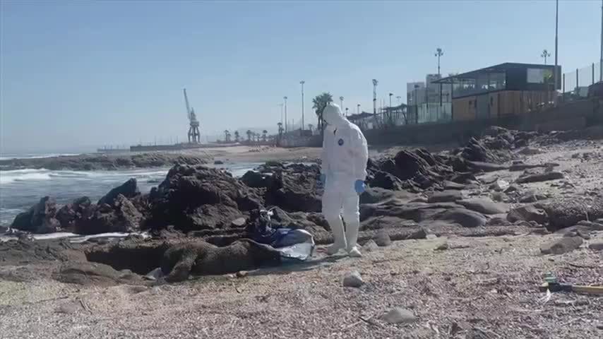 Aumenta mortandad de lobos marinos