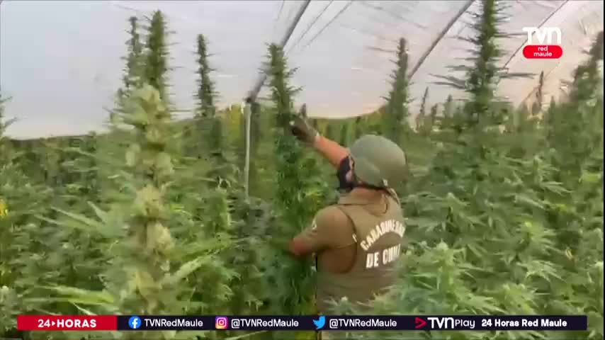 Descubren invernaderos con marihuana en Longaví
