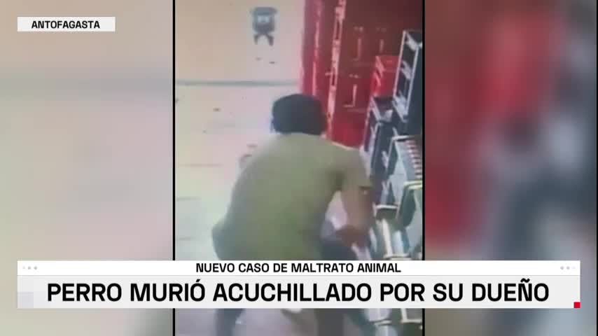 Sujeto fue detenido por maltrato animal tras apuñalar y dar muerte a su perro