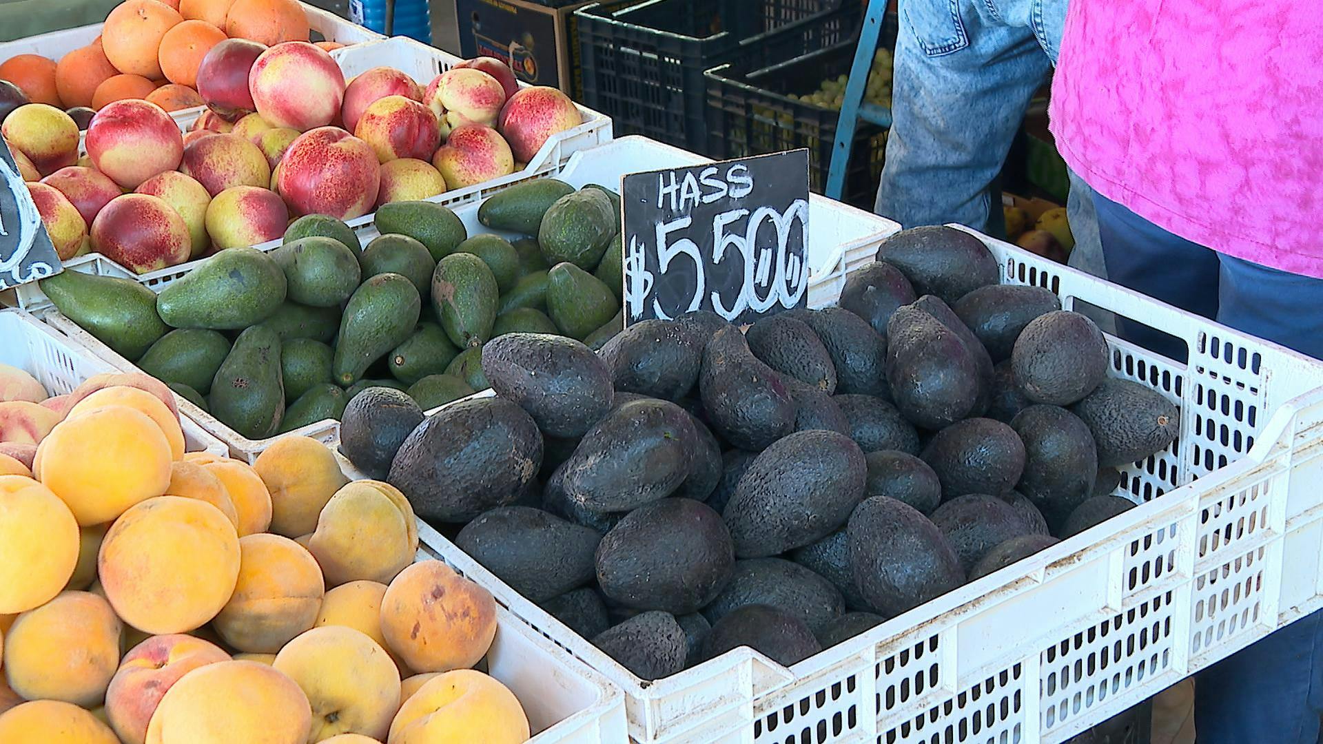 Agricultores ponen en duda que palta pueda alcanzar los 10 mil pesos en marzo