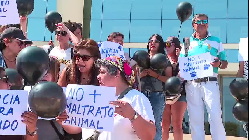Presentan querella por maltrato animal