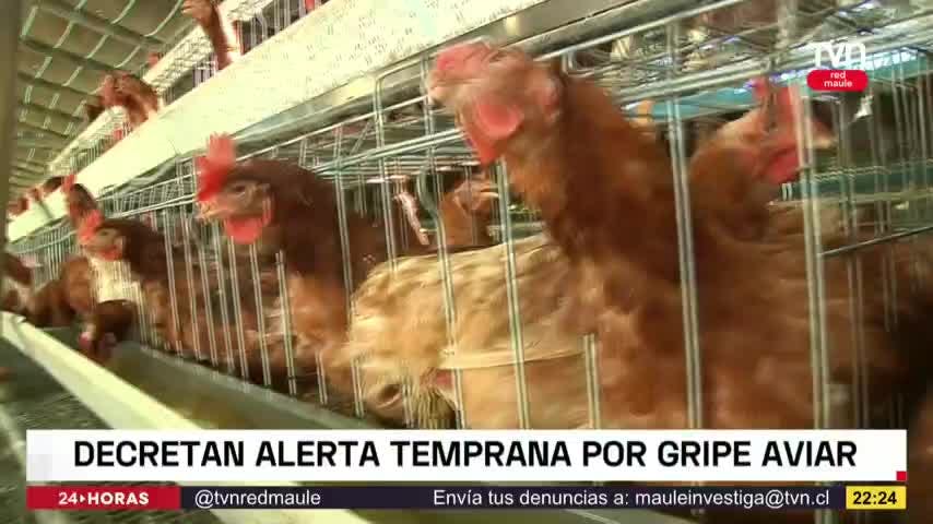 Decretan alerta temprana por gripe aviar