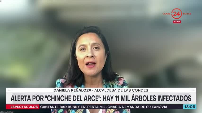 Alcaldesa de Las Condes: “Desde enero a la fecha las denuncias por chinches aumentó en un 400%”