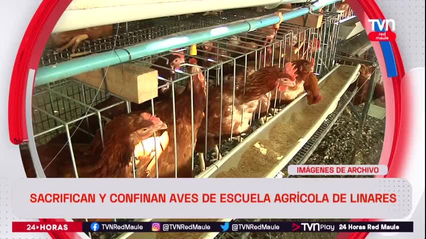 Sacrifican y confinan aves de escuela agrícola de Linares