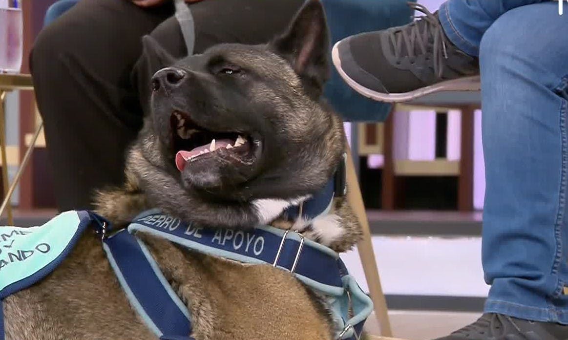 Perros de compañía psicológica están fuera de la ley actual