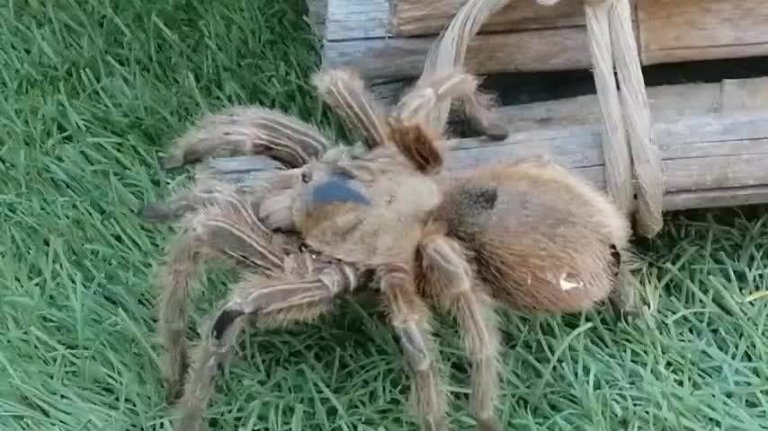 La Araña Pollito | Animales chilenos superasombrosos - T2E7 