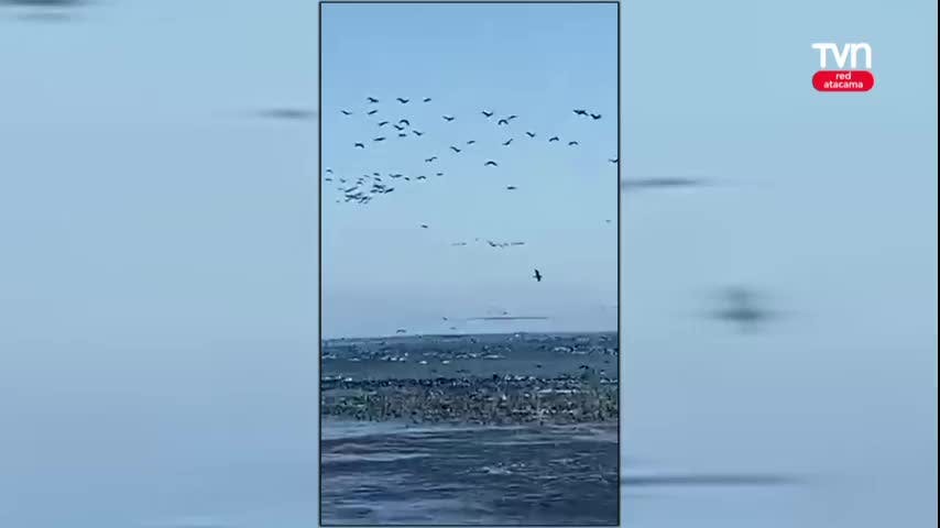 Varazones de anchovetas en la costa de Atacama
