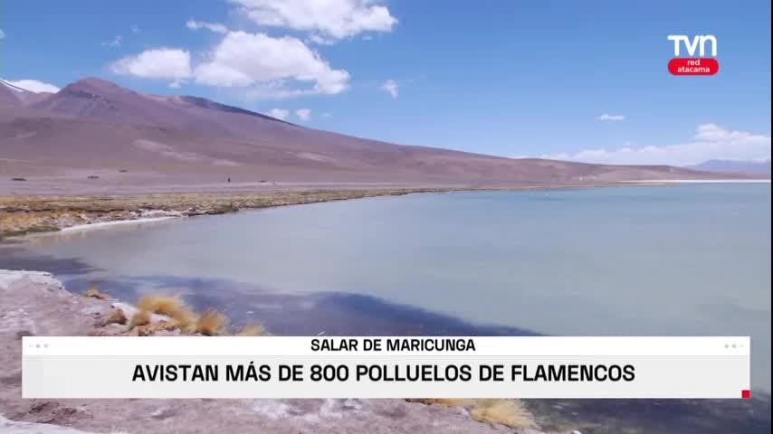 Avistan más de 800 polluelos de flamencos en el Salar de Maricunga