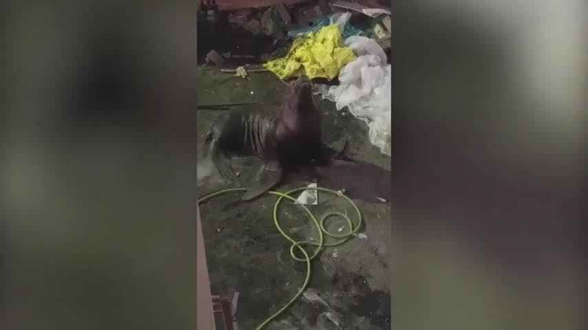 Captan a lobo marino deambulando por Talcahuano