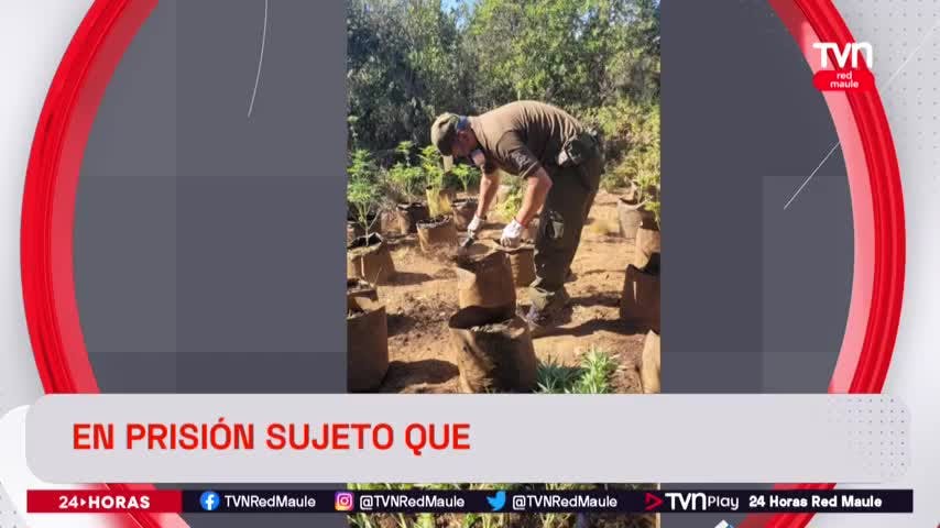 En prisión sujeto que mantenía plantación de marihuana