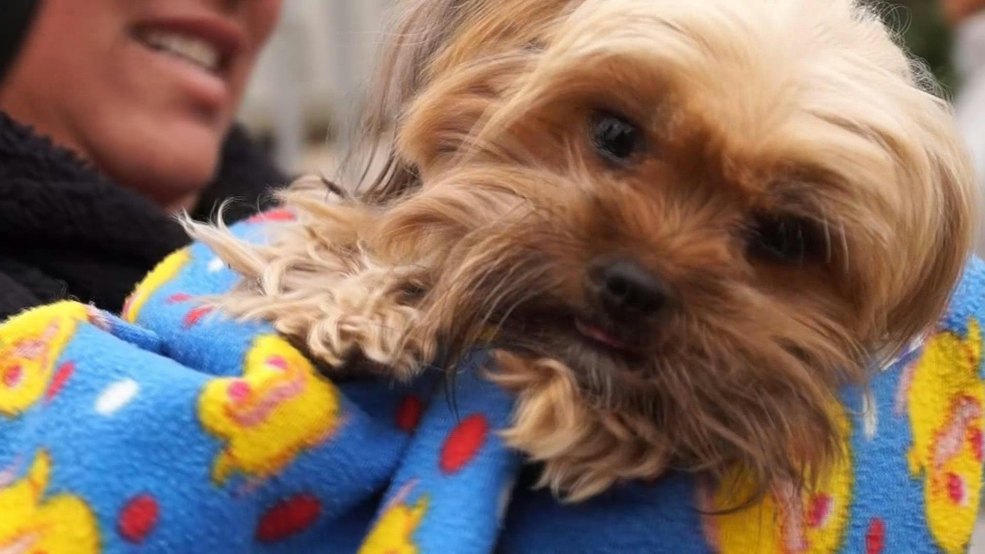 Municipalidad de Viña del Mar retoma esterilizaciones de mascotas en la comuna