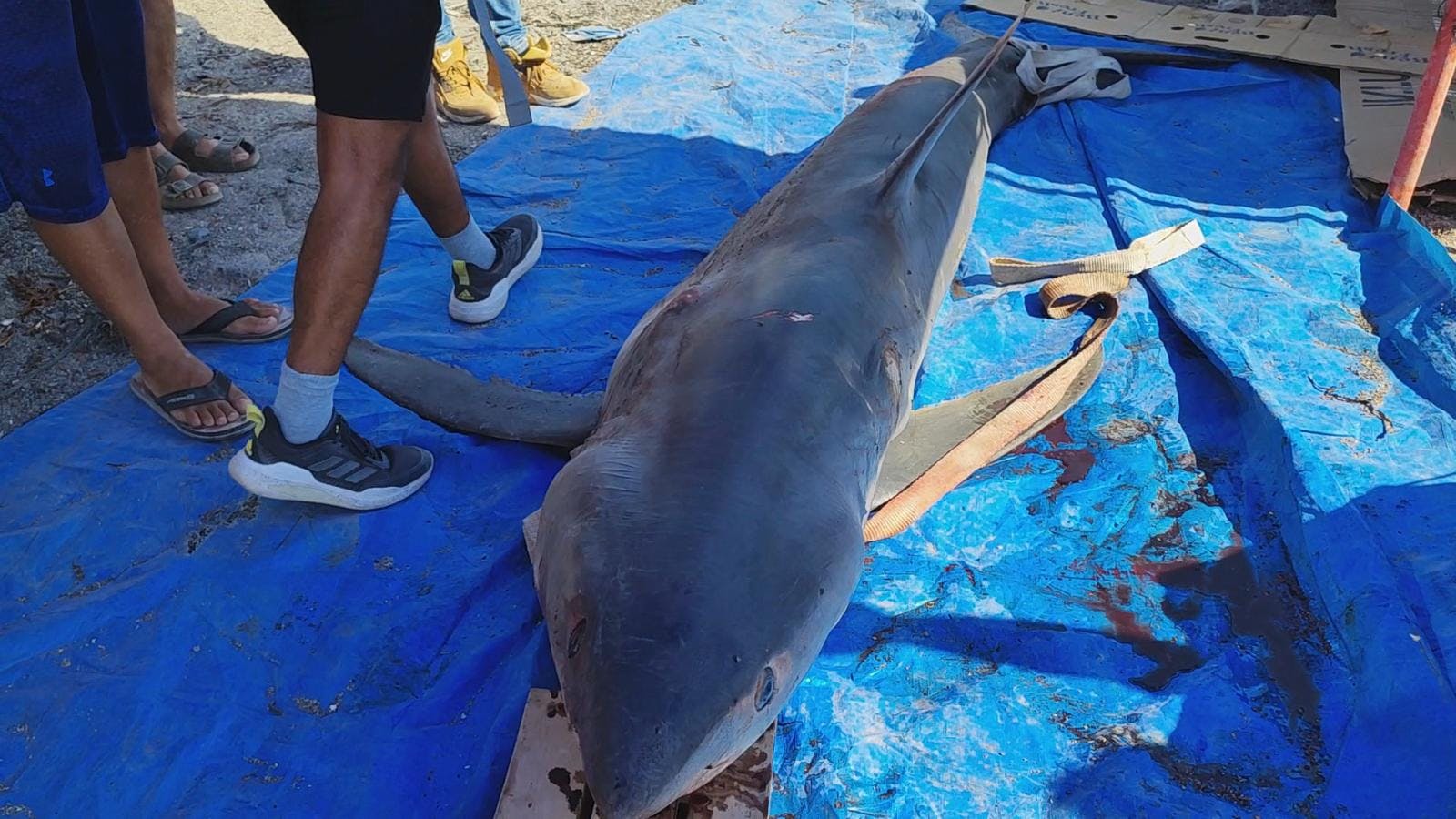 Pescadores encuentran tiburón de más de 3 metros.
