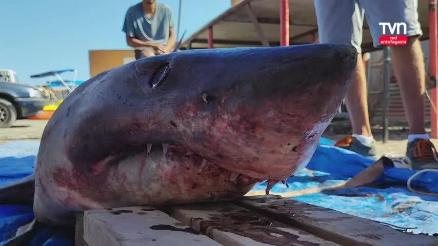 Expertos investigan la causa de muerte de un tiburón Mako.