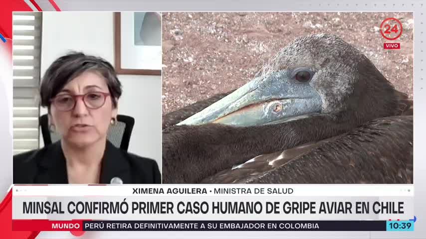 Ministra Aguilera por gripe aviar en Chile: Genera preocupación, pero no es una tendencia